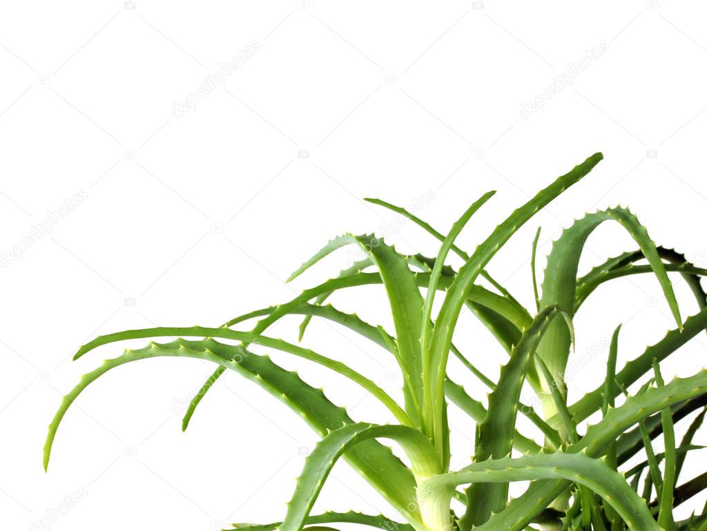 Aloe Vera on white background. Empty space for text.