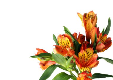 Alstroemeria bir beyaz. Metniniz için boş alanı.