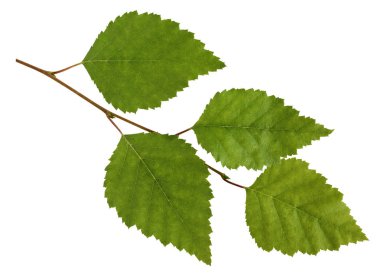 Huş ağacı dalı ile izole üzerinde beyaz arka plan bırakır.