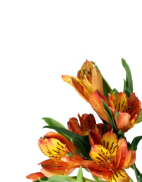 Alstroemeria, fehér háttérrel. Perui liliomok. — Stock Fotó