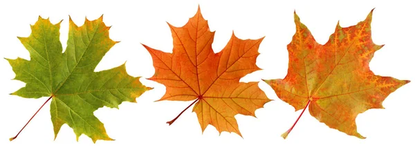 Φθινοπωρινά φύλλα σφενδάμου που απομονώνονται σε λευκό φόντο. — Φωτογραφία Αρχείου