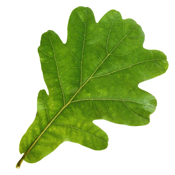 Feuille de chêne vert isolée sur fond blanc . — Photo