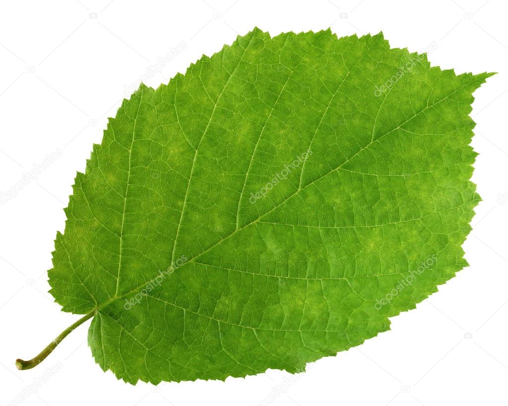 Green leaf of hazel tree isolated on white background.