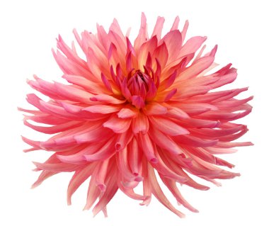 Beyaz arkaplanda izole edilmiş pembe yıldız çiçeği.