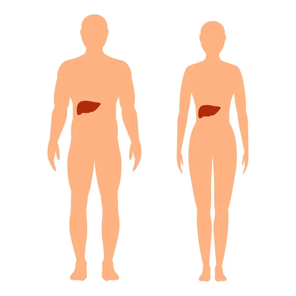 Silhouet van mannetje en vrouwtje met de aanduiding van de lever. — Stockvector