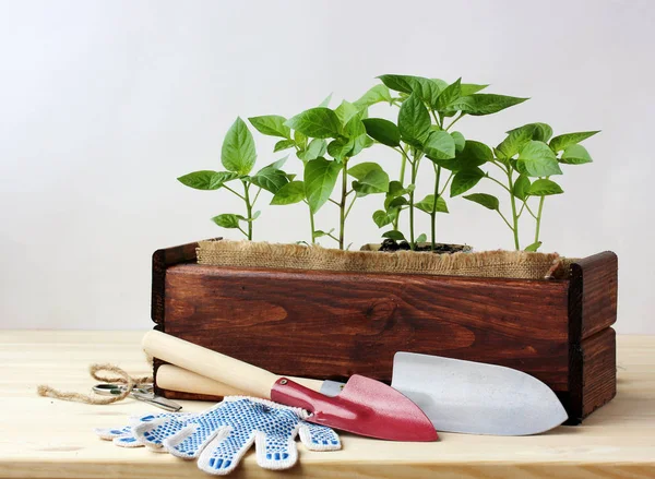 Jardinería. Cultivando plántulas en casa. Brotes de pimienta . — Foto de Stock