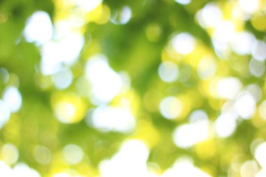 Bulanık doğal yeşil arkaplan, bulanık yapraklar.