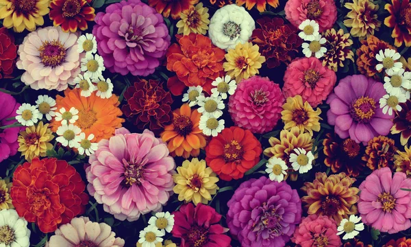 floral arrangement, backdrop for greetings or cards.  toning.