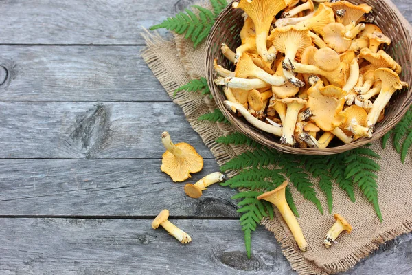 Chanterelle champignons in een mandje op tafel, bovenaanzicht. — Stockfoto