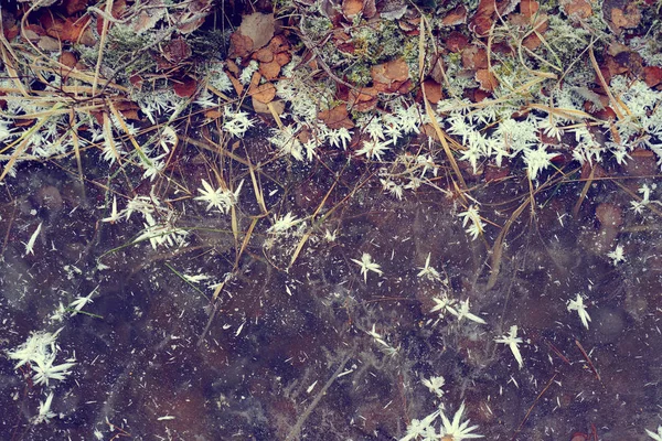 Background with fallen leaves and frost crystals, top view. — Stock Photo, Image