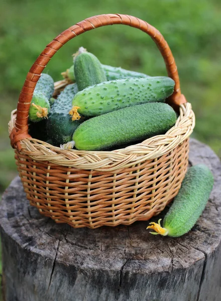 Basket of cucumbers on a stump. — Stock Photo, Image