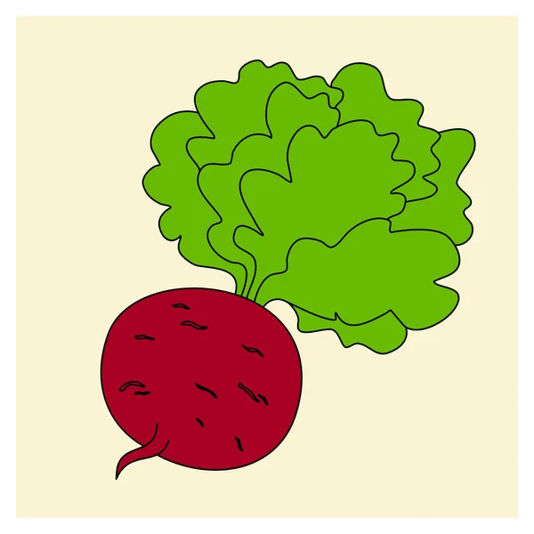 一个甜菜根，手工提取的根蔬菜。 矢量颜色插图a — 图库矢量图片