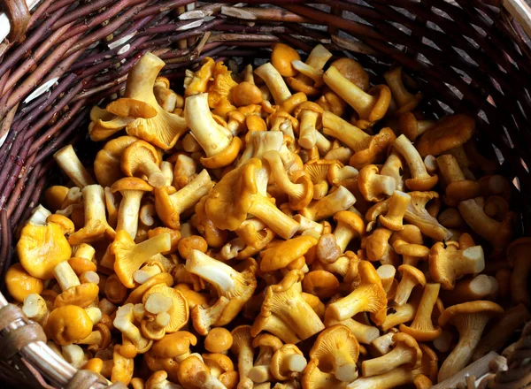 chanterelle mushrooms in a basket, top view.