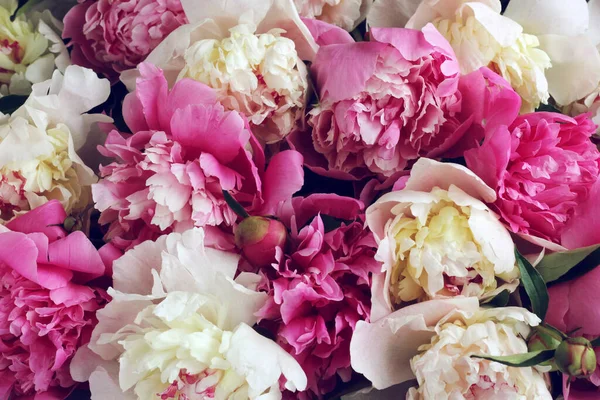 Rózsaszín bazsarózsa, virágos háttér, felülnézet. szelíd tavaszi kép. — Stock Fotó