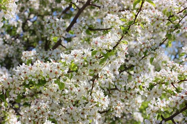 Luonnonvarainen omenapuu, kukka luonnollinen tausta . — kuvapankkivalokuva