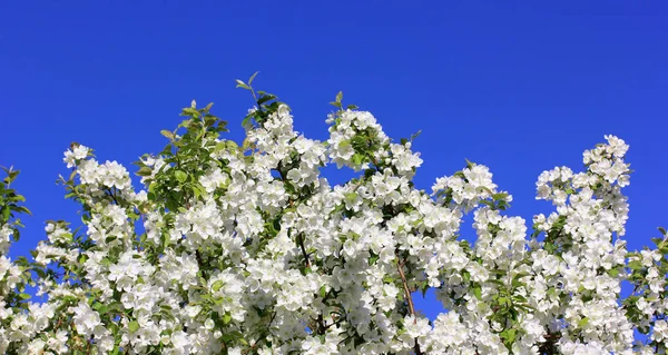 Ramas florecientes de un manzano con flores blancas — Foto de Stock