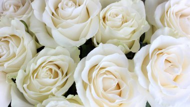 Beyaz güllü çiçek arkaplanı. nazikçe selamlama arkaplanı.