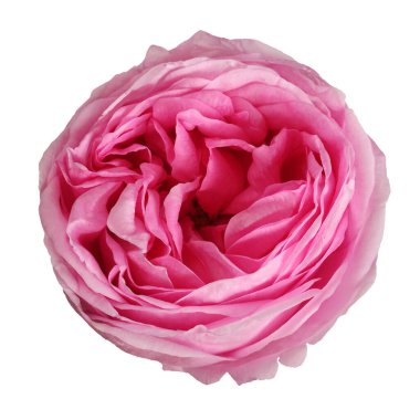 pembe gül çiçek beyaz arka plan üzerinde izole. yaprakları, tomurcukları. Bahçe çiçek.