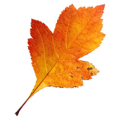 Beyaz arka planda Hawthorn yaprağı izole edilmiş. Bir kırmızı, sarı, turuncu sonbahar yaprağı. Bitki.