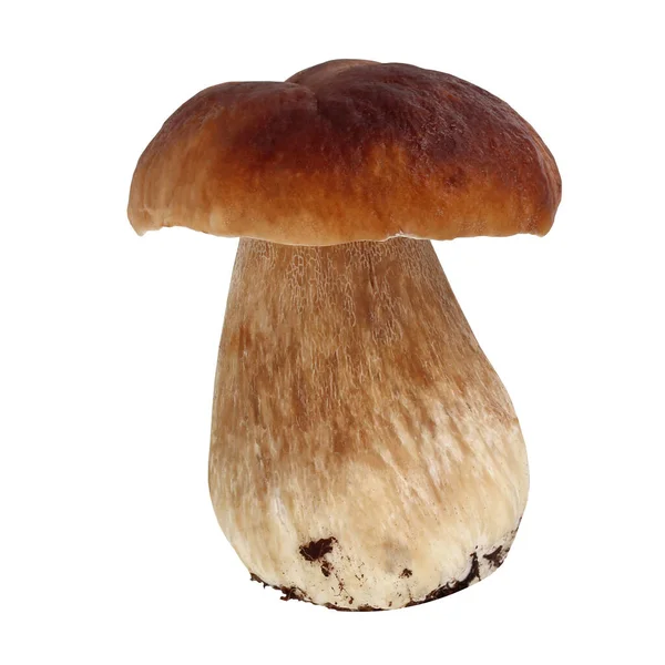 Cogumelo Boletus Isolado Num Fundo Branco Cepes — Fotografia de Stock