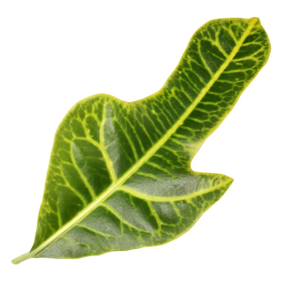 科迪厄姆变形金刚 花园作物或变形金刚作物 的叶子 科迪厄姆叶在白色背景上被隔离 红绿的叶子 室内种植 植物标本馆 — 图库照片