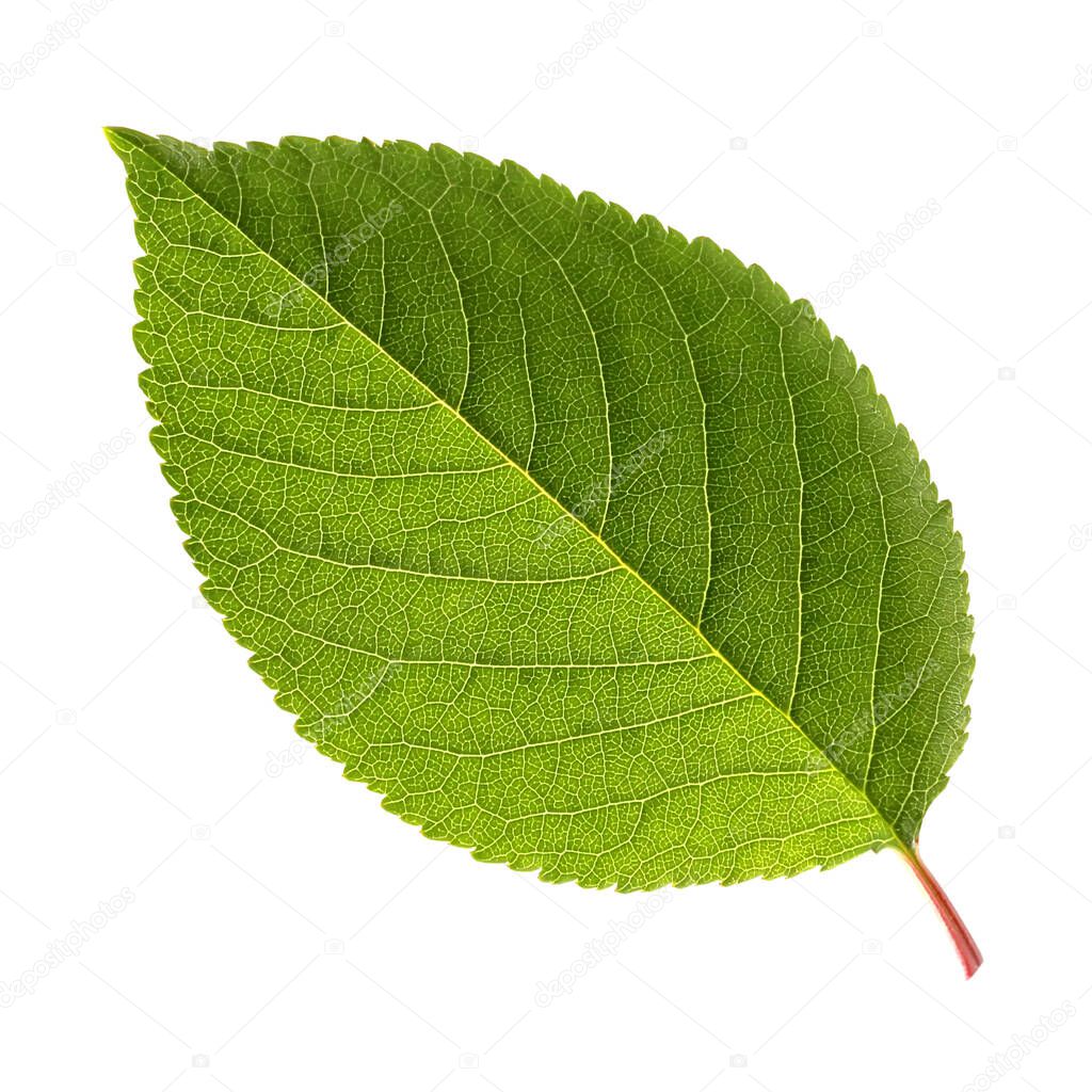 one  fresh green leaf of cherry, isolated on a white background. Cherry leaves with veins close up. Herbarium.