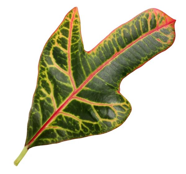 Folhagem Codiaeum Variegatum Croton Jardim Croton Variegado Folha Croton Ramo — Fotografia de Stock