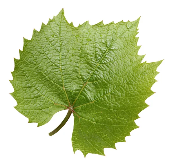 白を基調としたブドウの葉1枚 水滴のある緑の葉 — ストック写真