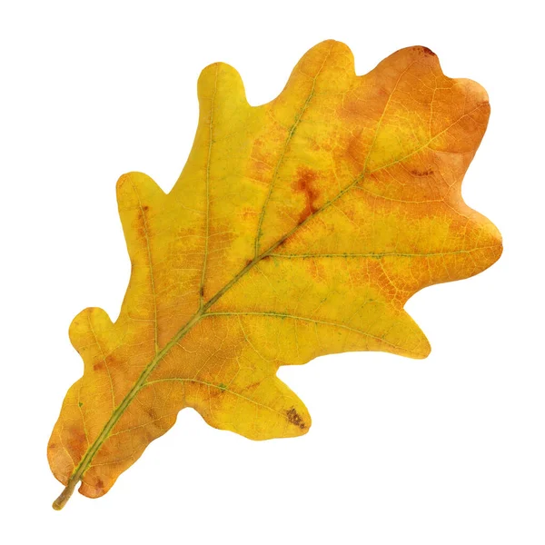 Ein Eichenblatt Isoliert Auf Weißem Hintergrund Herbstgefallene Gelbe Und Goldene — Stockfoto