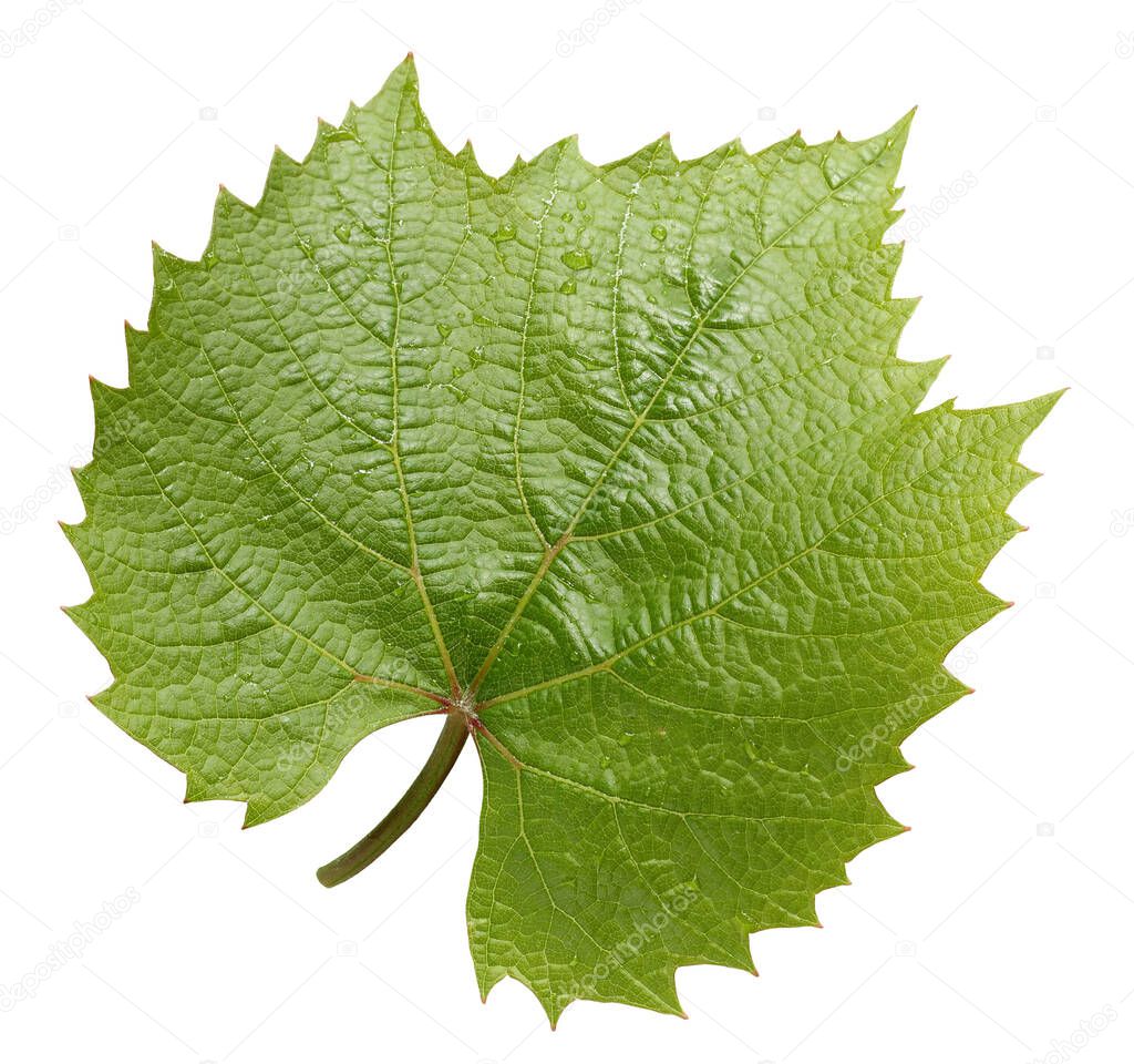 one grape leaf isolated on white background. green leaves with water drops.