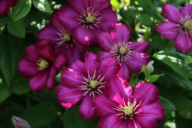 Mor klematis, doğal çiçek arkaplanı. Seçici odaklanma. Arka plan için bahçe çiçekleri. yaz.