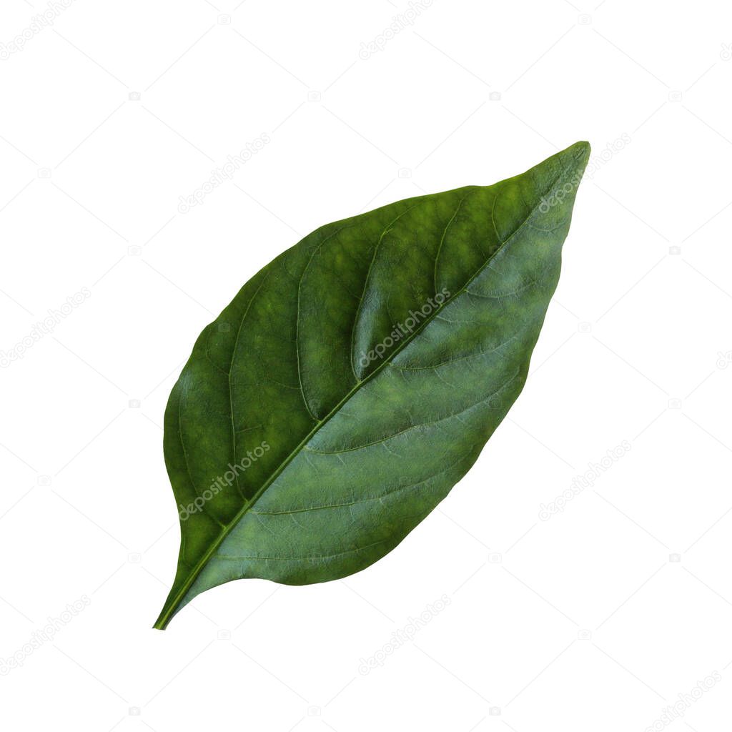 one green leaf of pepper isolated on a white background.