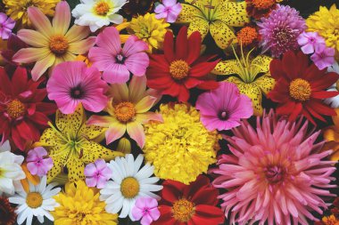 Çiçek arkaplan, üst manzara. Bahçe çiçekleri, zambaklar ve yıldız çiçekleriyle güzel bir fon..