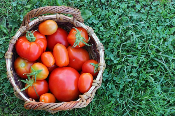 Tomates Vermelhos Uma Cesta Grama Verde Colheita Fresca Vista Superior — Fotografia de Stock