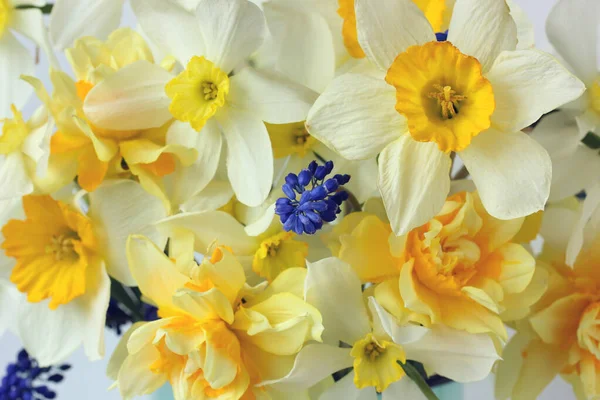 Sarı Nergisli Çiçek Arkaplanı Bahar Çiçekleri Arkaplan Doku — Stok fotoğraf