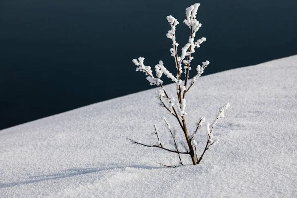 Збалансований Фон Світла Тіні Гілка Передньому Плані Снігу — стокове фото