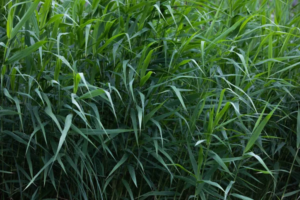 Yeşil Başaklar Çiy Damlalarında Yapraklar — Stok fotoğraf