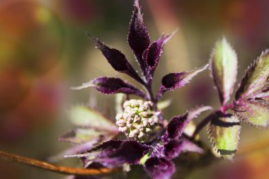 Bir ağaç dalı olarak ilkbaharda çiçek tomurcukları