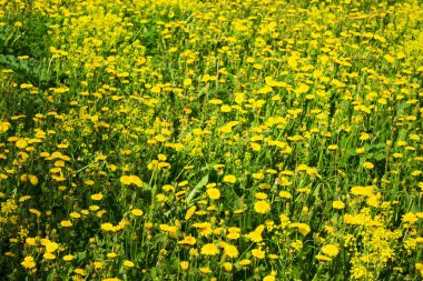 Seçici odak bir alana sarı karahindiba