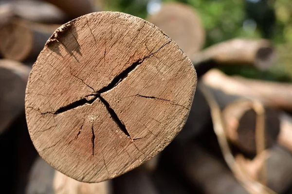 Old tree stump