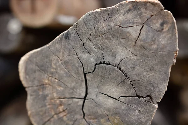 Old tree stump