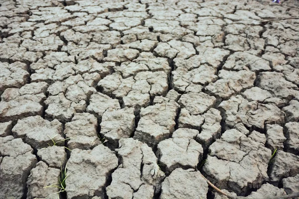 干ばつ、割れた地面の間に — ストック写真