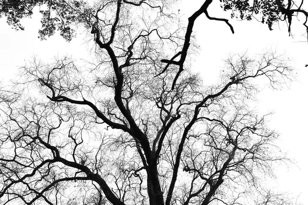 Beyaz arka plan ağaç dallarında — Stok fotoğraf
