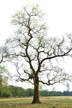 Beyaz arka plan ağaç dallarında