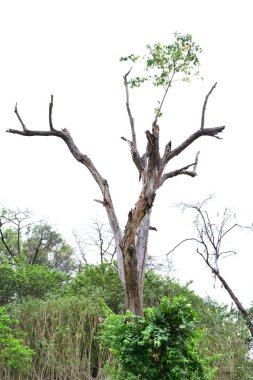 Beyaz arkaplanda ölü ağaç