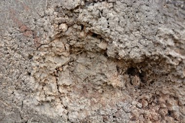 Eski ağaç gövdesi dokusu