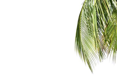 Hindistan cevizi yaprakları beyaz arkaplanda izole