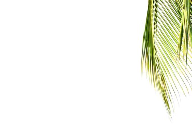 izole Hindistan cevizi yaprakları  