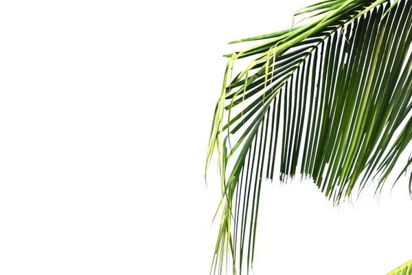 Liście Kokosów Izolowane Białym Tle — Zdjęcie stockowe