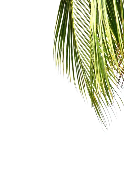 孤立的椰子叶 — 图库照片
